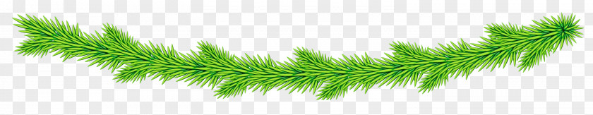 Plant Grass Green PNG