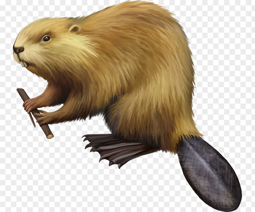 Shutter Stock American Beaver Drawing Royalty-free PNG