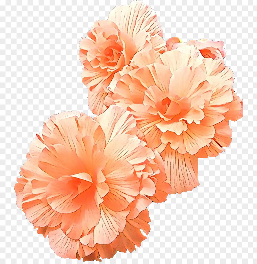 Pink Family Plant Orange PNG