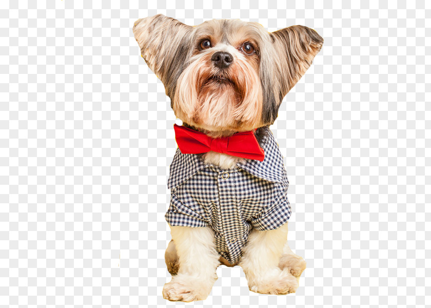 Puppy Dog Breed Yorkshire Terrier Companion PNG