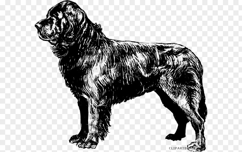 Puppy Newfoundland Dog Beagle Coloring Book Clip Art PNG