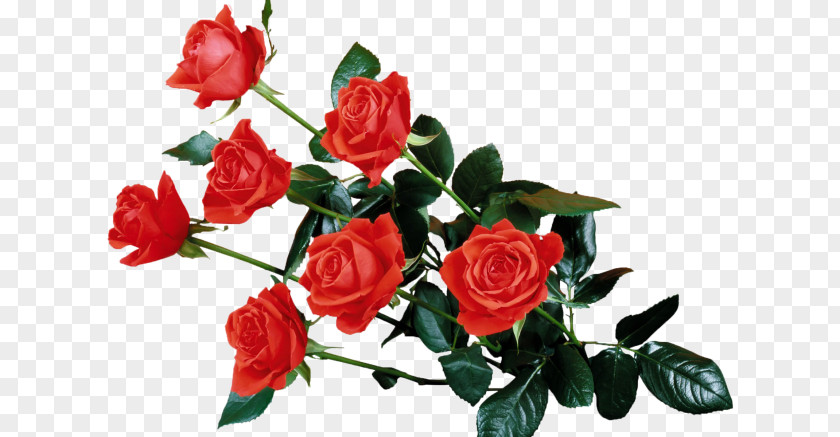 Rose Drawing Image Cut Flowers PNG