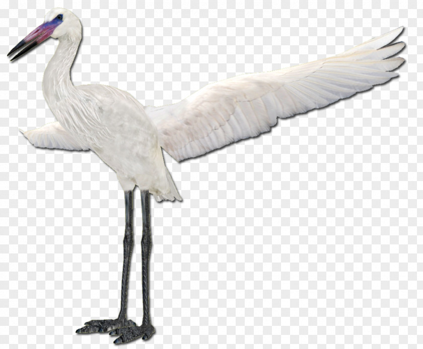 Egret Solar Term Cygnini Fujian White Crane Stork PNG
