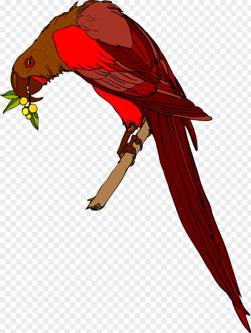 Feather Macaw Beak Wing Loriini PNG