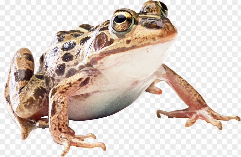 Frog Icon PNG