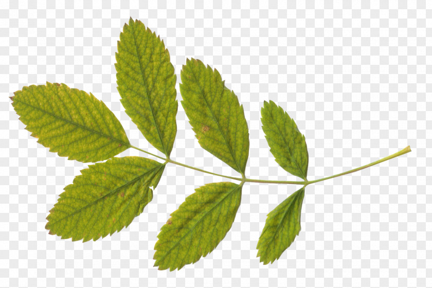 Green Leaf PNG