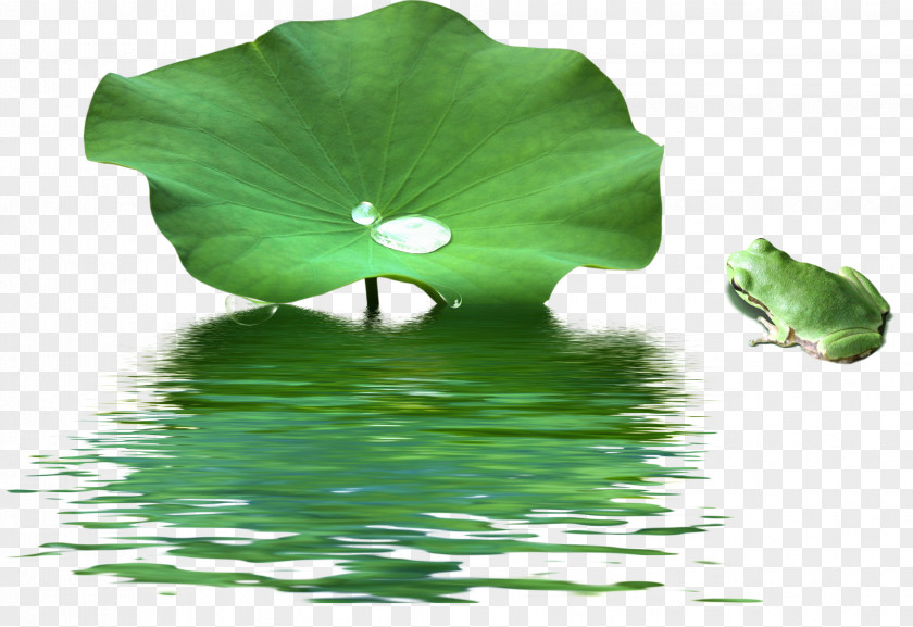 Lotus Leaf Painting Seed Acrylic Paint PNG