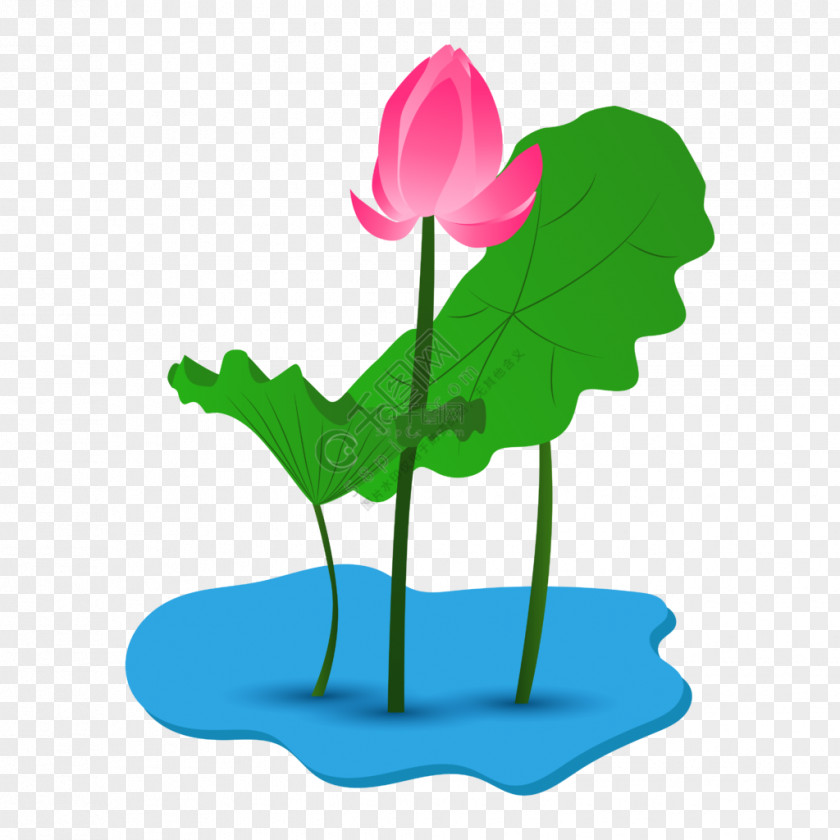 Sacred Lotus Lily Flower Cartoon PNG