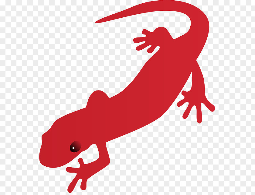 Salamander Newt Clip Art PNG