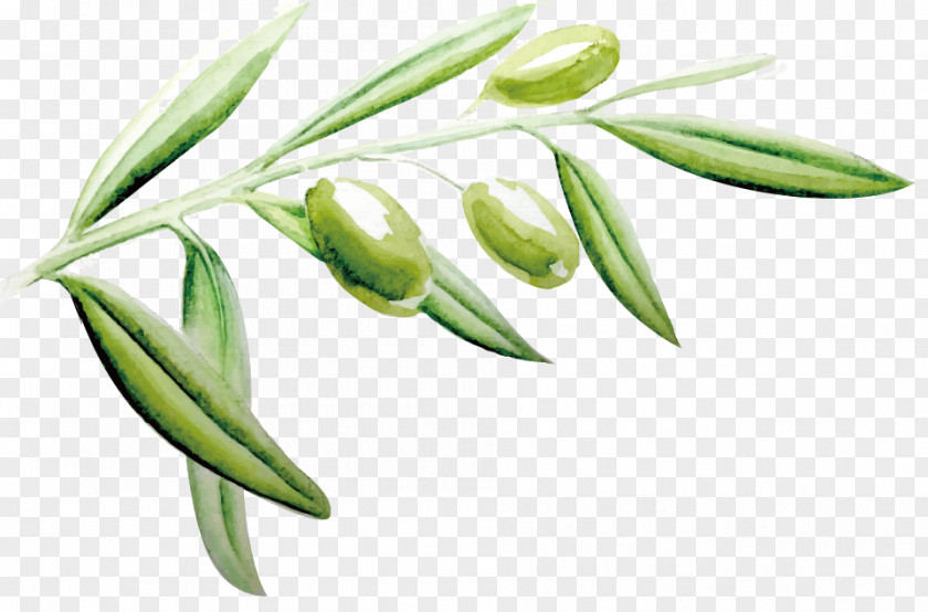 Vector Painted Olive Leaf PNG