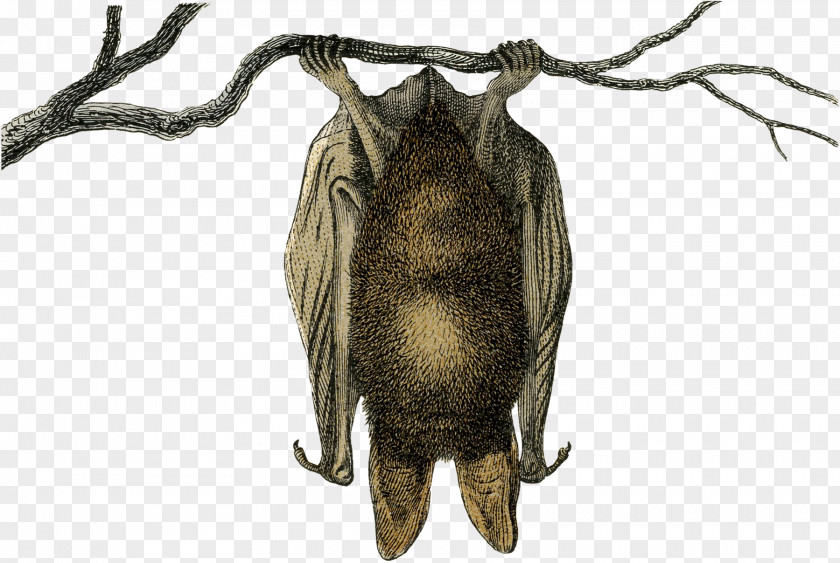 Vintage Halloween Bat Galéria Savaria German Language Terrestrial Animal Insect PNG