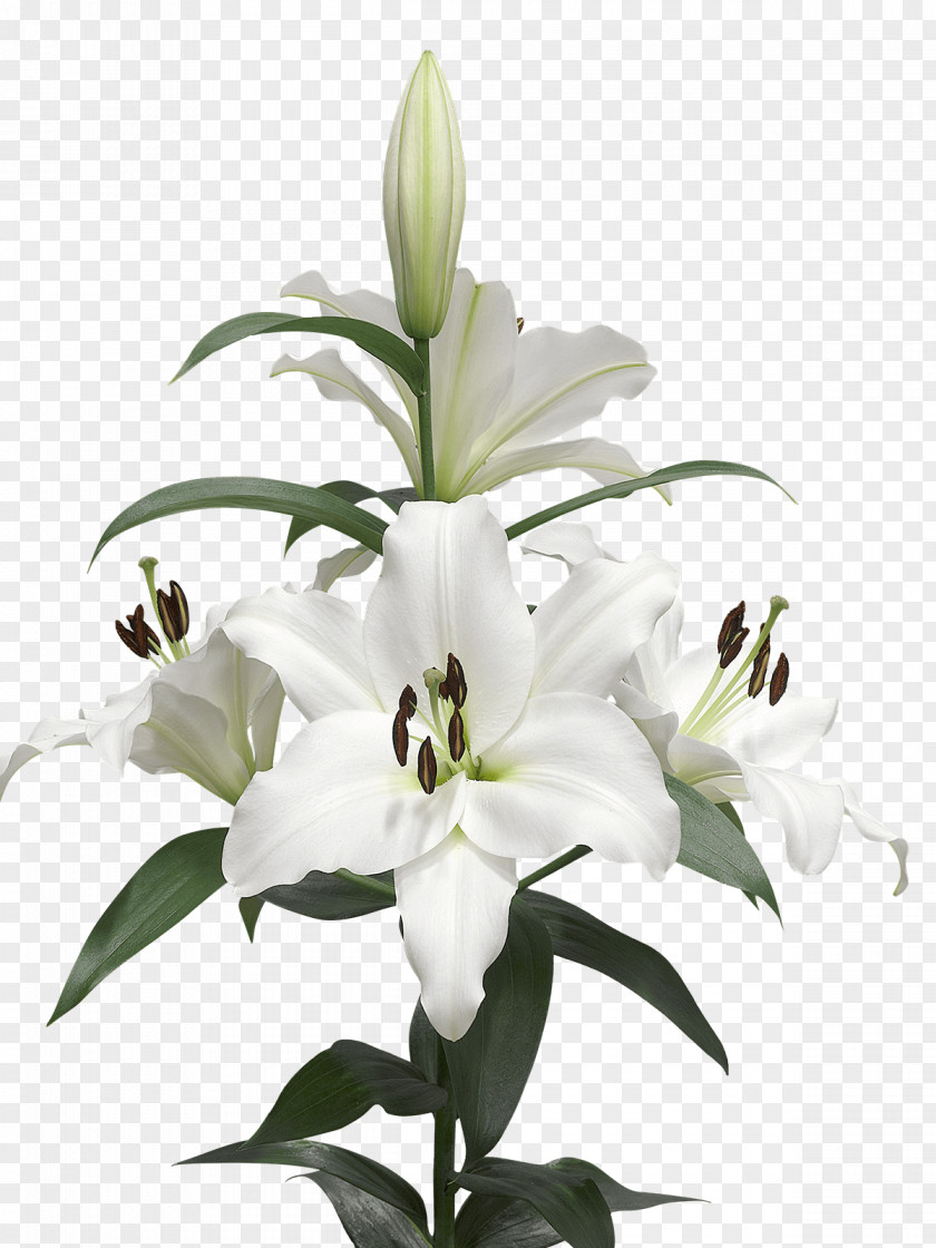 Callalily Lilium Candidum Cut Flowers White Bulb PNG