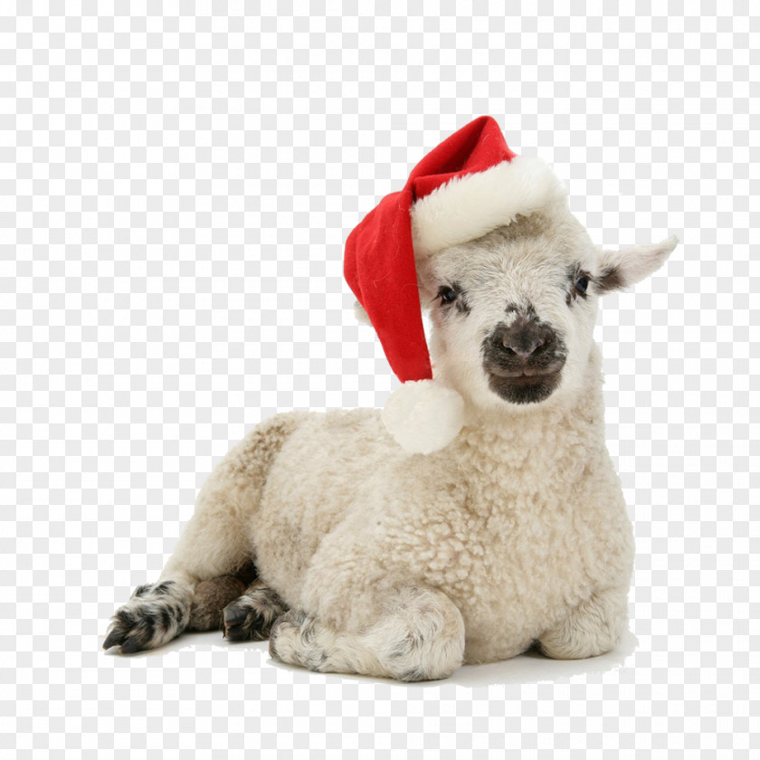 Cute Sheep Santa Claus Kitten Dog Christmas Puppy PNG