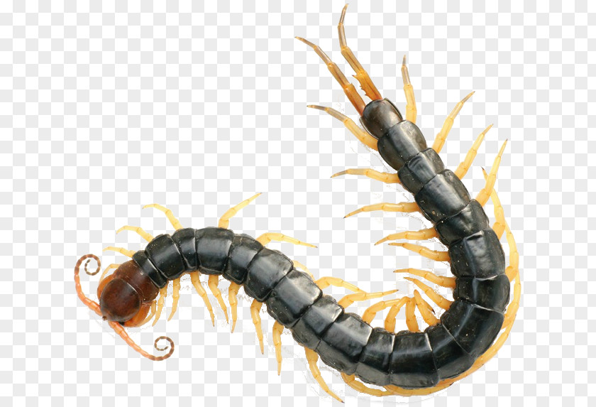 Insect Scolopendra Gigantea Chinese Red-headed Centipede Centipedes Venom PNG