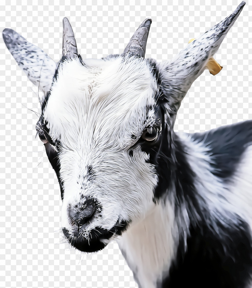 Livestock Chamois Goat Goats Horn Feral Goat-antelope PNG