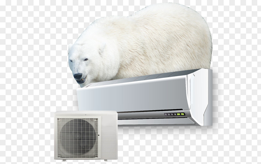 Polar Bear Snout PNG