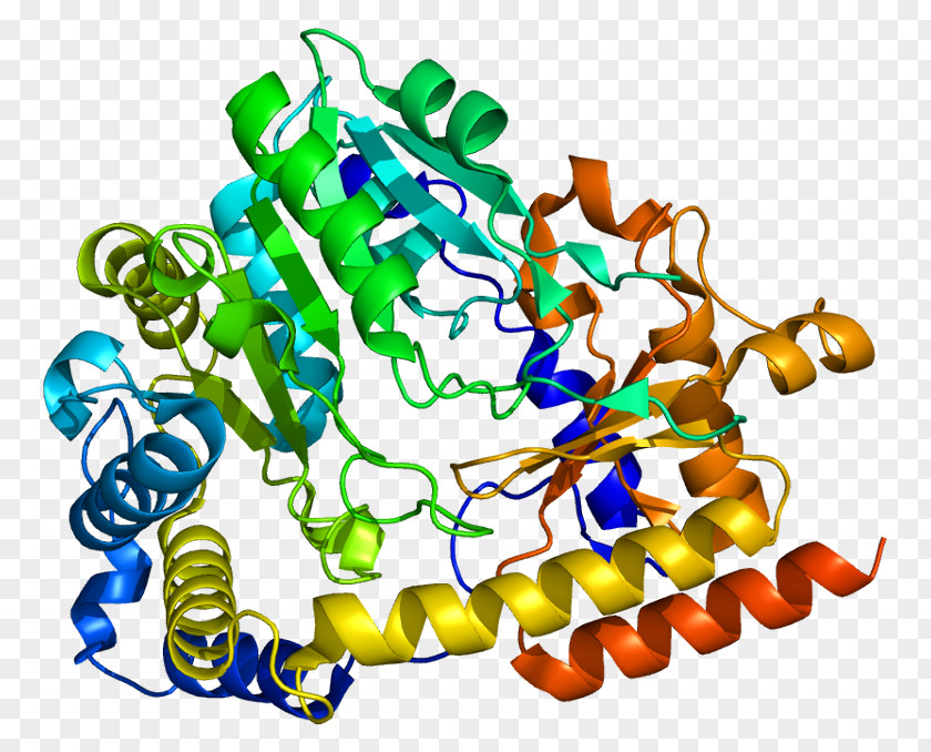 Protein KYAT1 D-amino Acid Oxidase Activator Transaminase Enzyme PNG