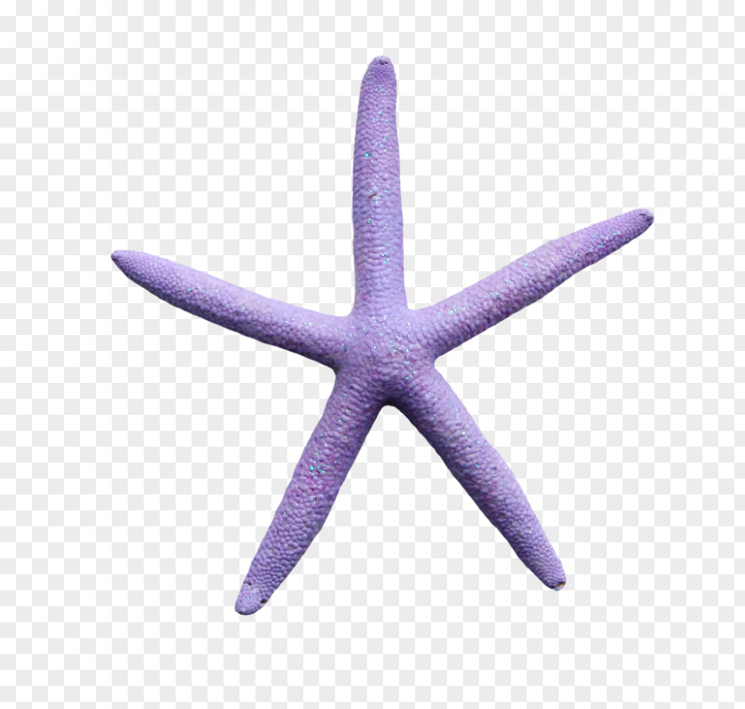 Starfish Echinoderm Purple PNG