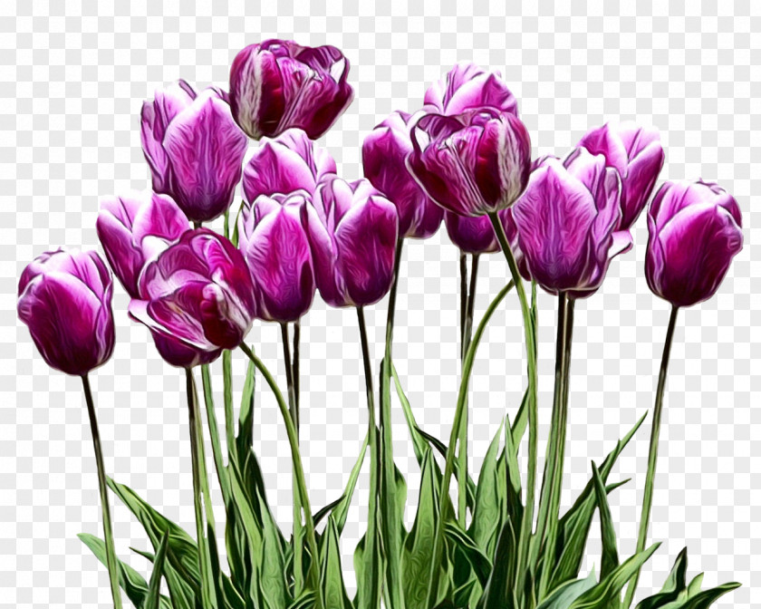 Tulip Flower Plant Petal Purple PNG