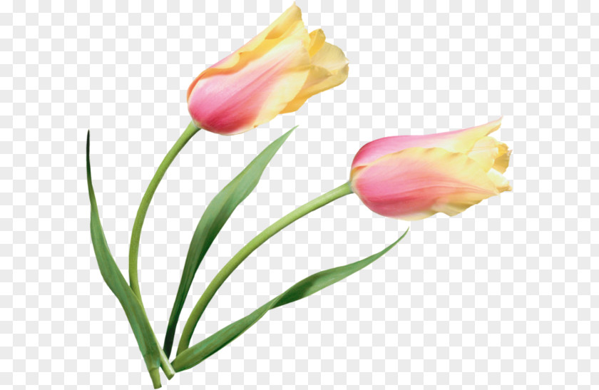 Tulip Material Map Deduction Flower Painting Clip Art PNG