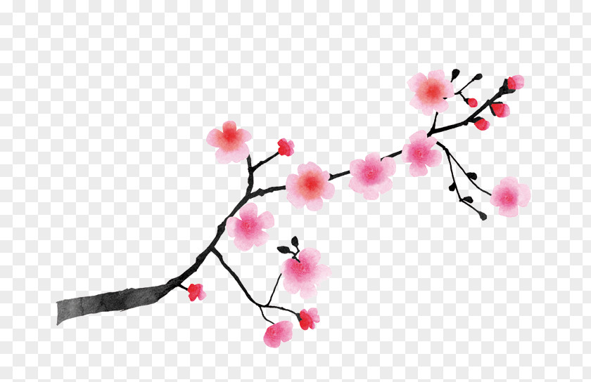 Cherry Blossom Cerasus East Asian Japan White PNG