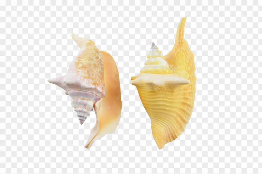 Conch Seashell Conchology Shankha Sea Snail PNG