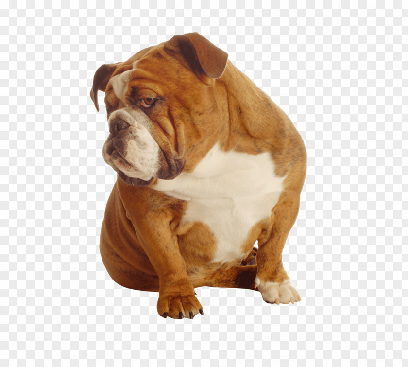 Cute Dog PNG dog clipart PNG