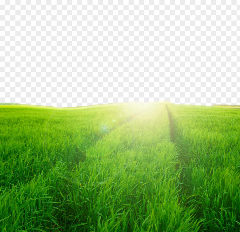 Field Views Lawn Grassland Ecosystem Green Wallpaper PNG