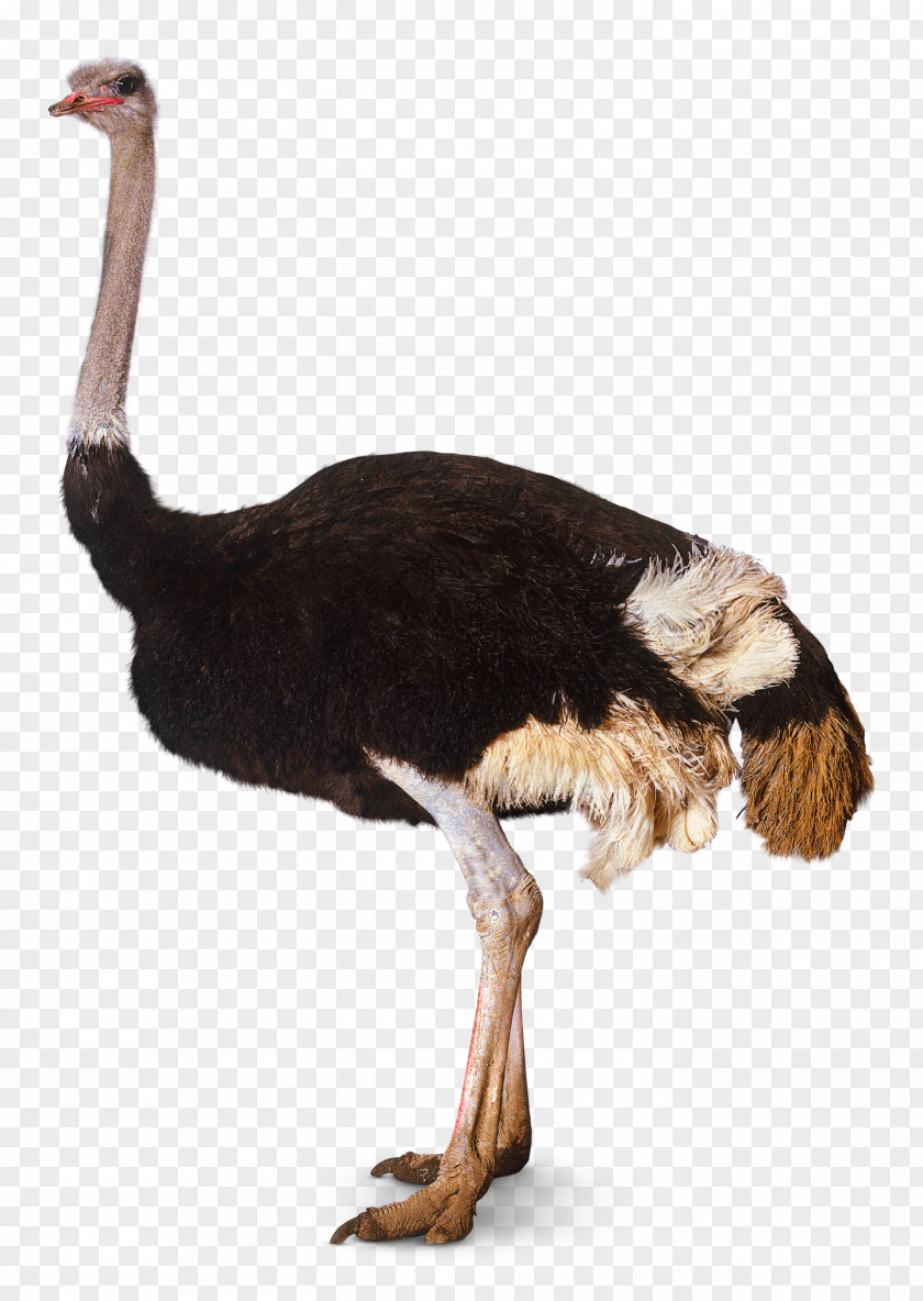 Ostrich Bird Southern Somali PNG