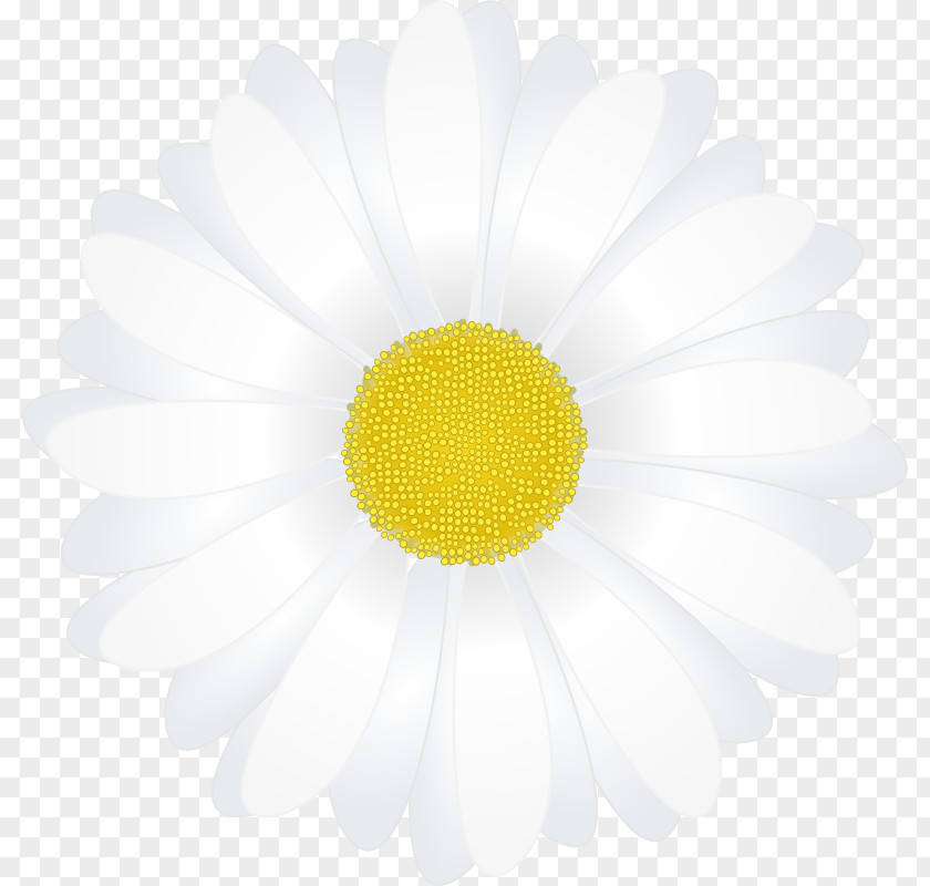 Chamomile Pictures Common Daisy Oxeye Chrysanthemum Transvaal Wallpaper PNG