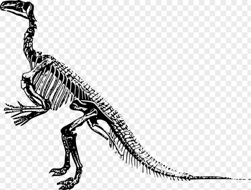 Dinosaurboneshd Tyrannosaurus Velociraptor Stegosaurus Iguanodon Triceratops PNG