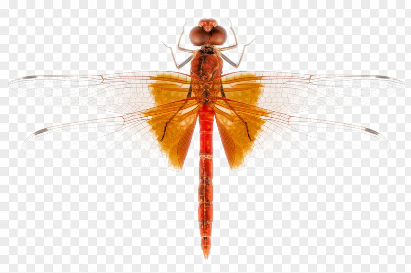 Dragonfly Scarlet Insect Stock Photography PNG