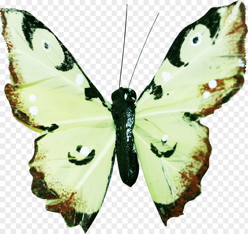 Hu Butterfly Moth Flower PNG