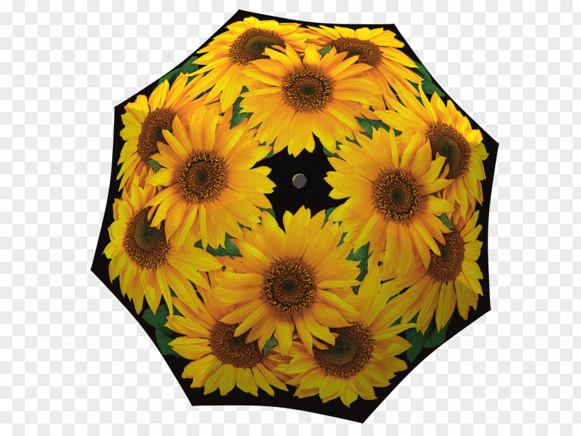Sunflowers Common Sunflower Umbrella Daisy Family Cut Flowers PNG