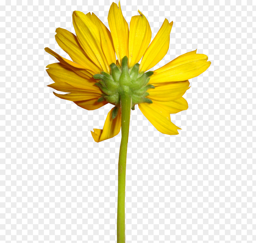 Flower Common Sunflower Yellow Clip Art PNG