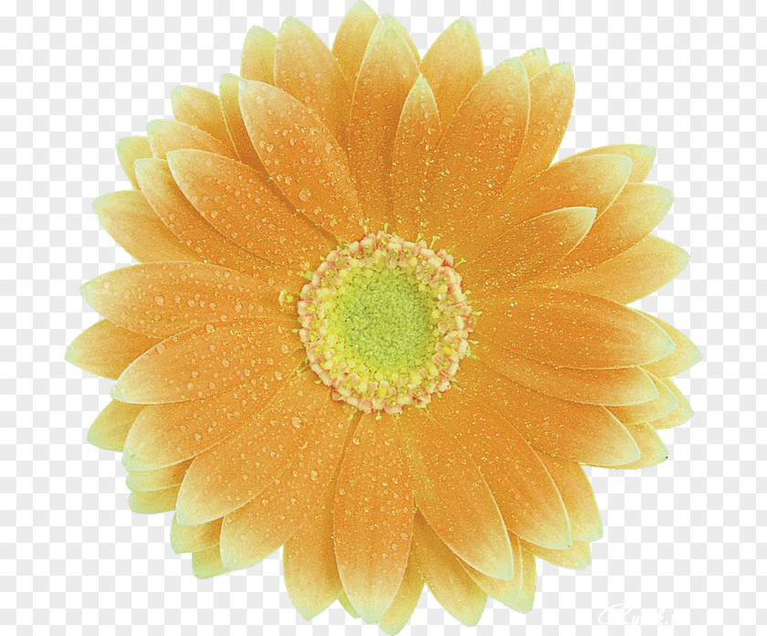 Gerbera Transvaal Daisy Yellow Flower Color Petal PNG
