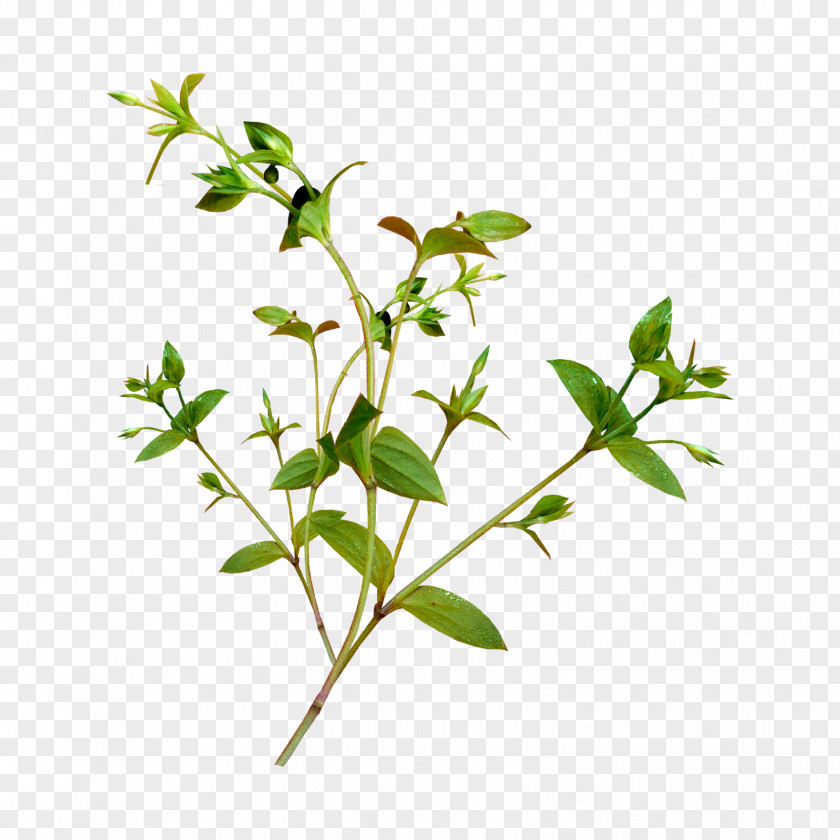 Leaf Branch Green Image PNG