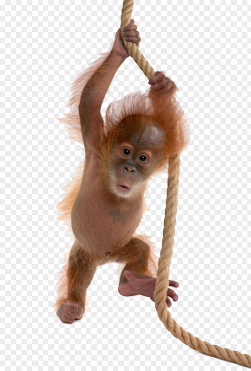 Little Monkey Baby Sumatran Orangutan Bornean Ape PNG