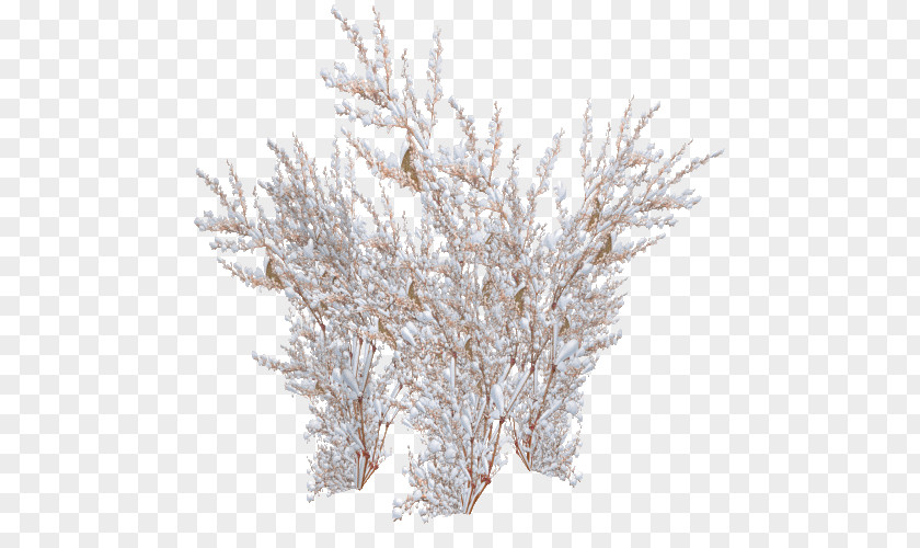Tree Panicled Hydrangea Twig Shrub Frost PNG