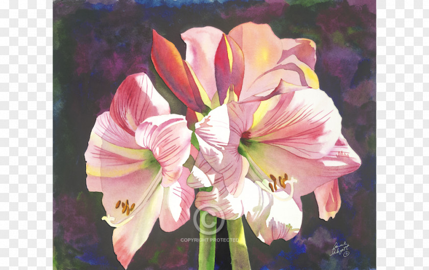 Watercolor Painting Anne Abgott Water Colors Floral Design Amaryllis Belladonna Hippeastrum PNG