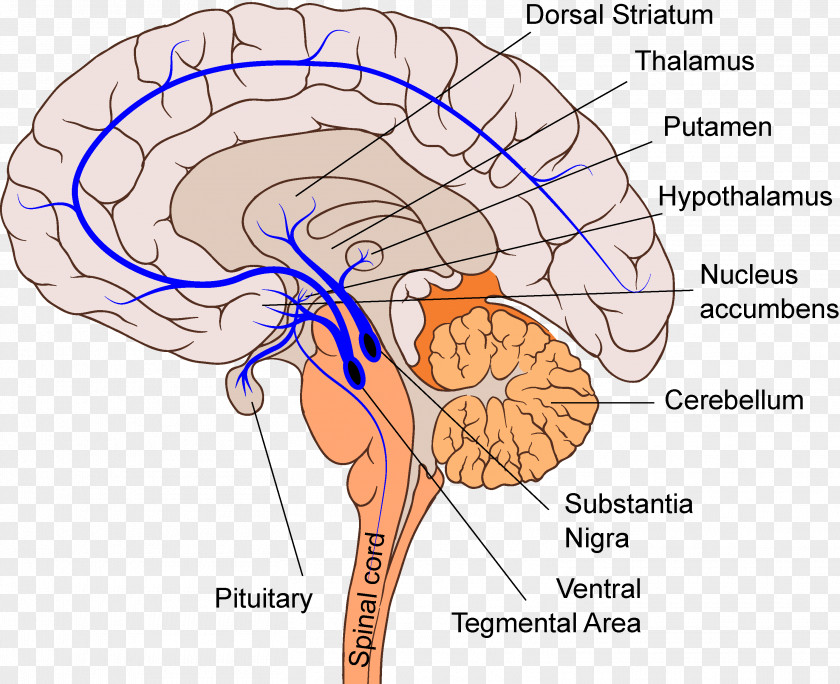 Brain Homo Sapiens Mesolimbic Pathway Reticular Formation Dopamine PNG
