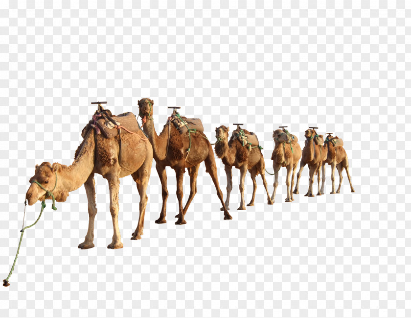 Camel 4 Dromedary PNG