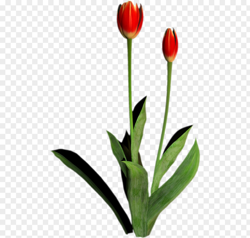 Cut Flowers Tulip Painting Petal PNG