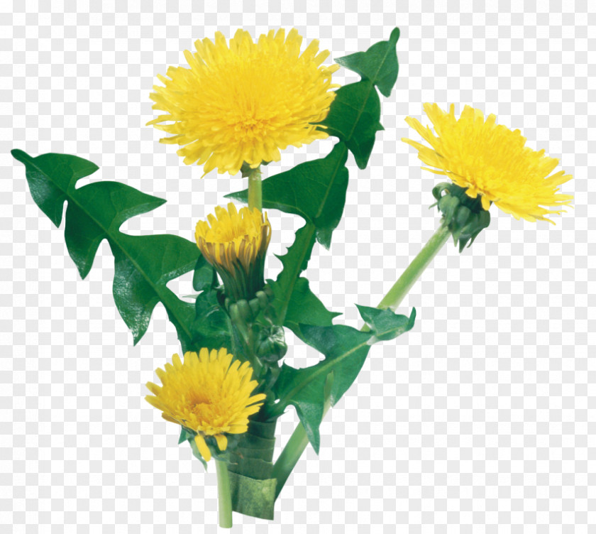 Dandelion Transparent Background Common Desktop Wallpaper Clip Art The PNG