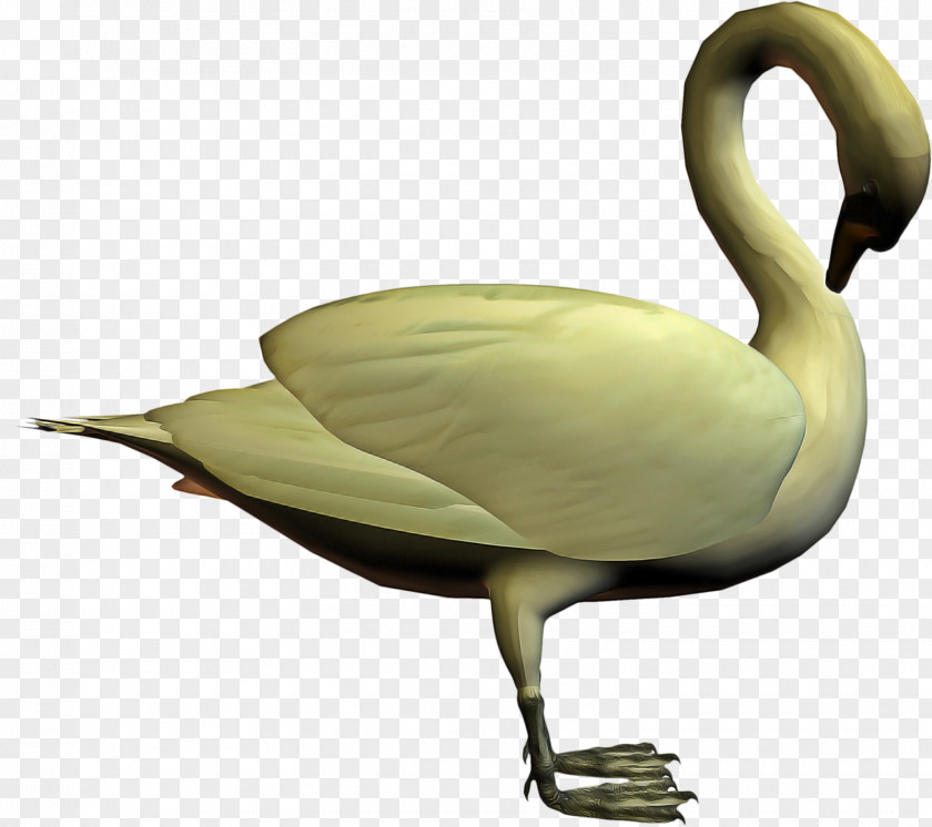 Hunting Decoy Ducks Geese And Swans Duck Cartoon PNG