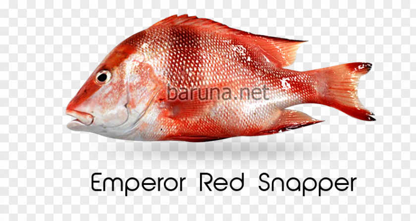 Northern Red Snapper Emperor Malabar Blood Cubera Lethrinidae PNG