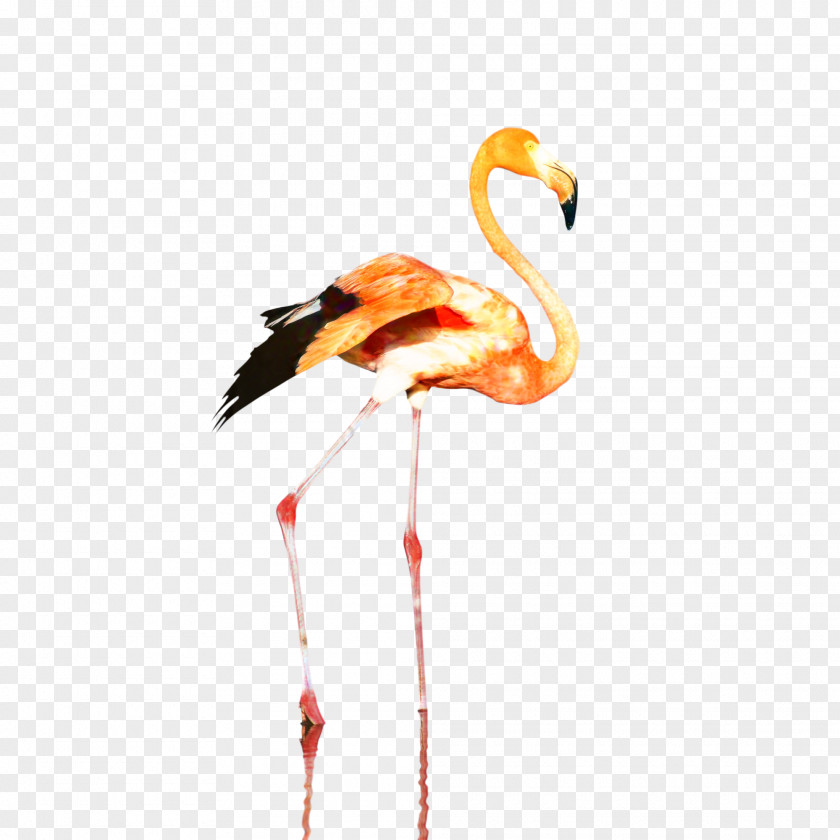 Clip Art Plastic Flamingo Design Paper Drawing PNG