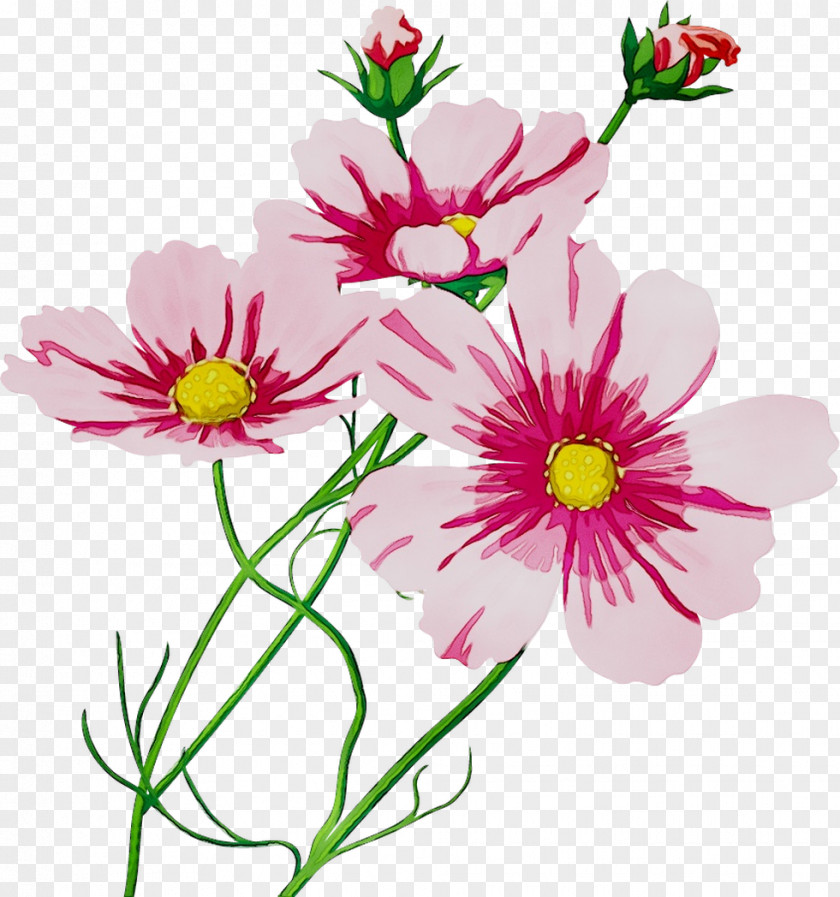 Garden Cosmos Cut Flowers Floral Design Chrysanthemum PNG