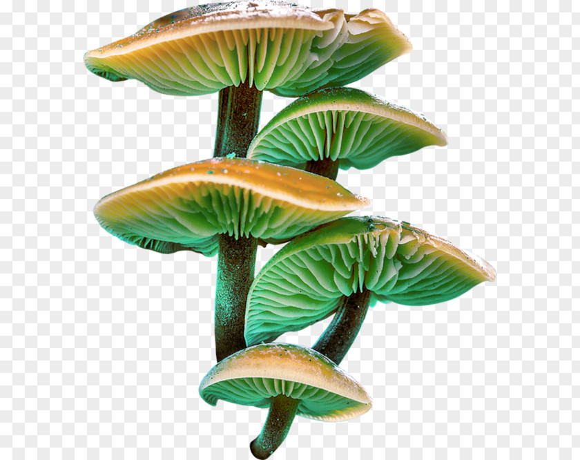 Hand-painted Mushrooms Mushroom PNG
