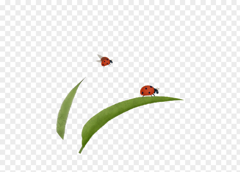 Ladybug On A Leaf U6c34u58a8u4ebau7269u5199u751f Chinoiserie Ink Wash Painting Illustration PNG